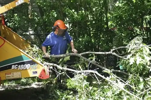 tree services Lincoln Heights